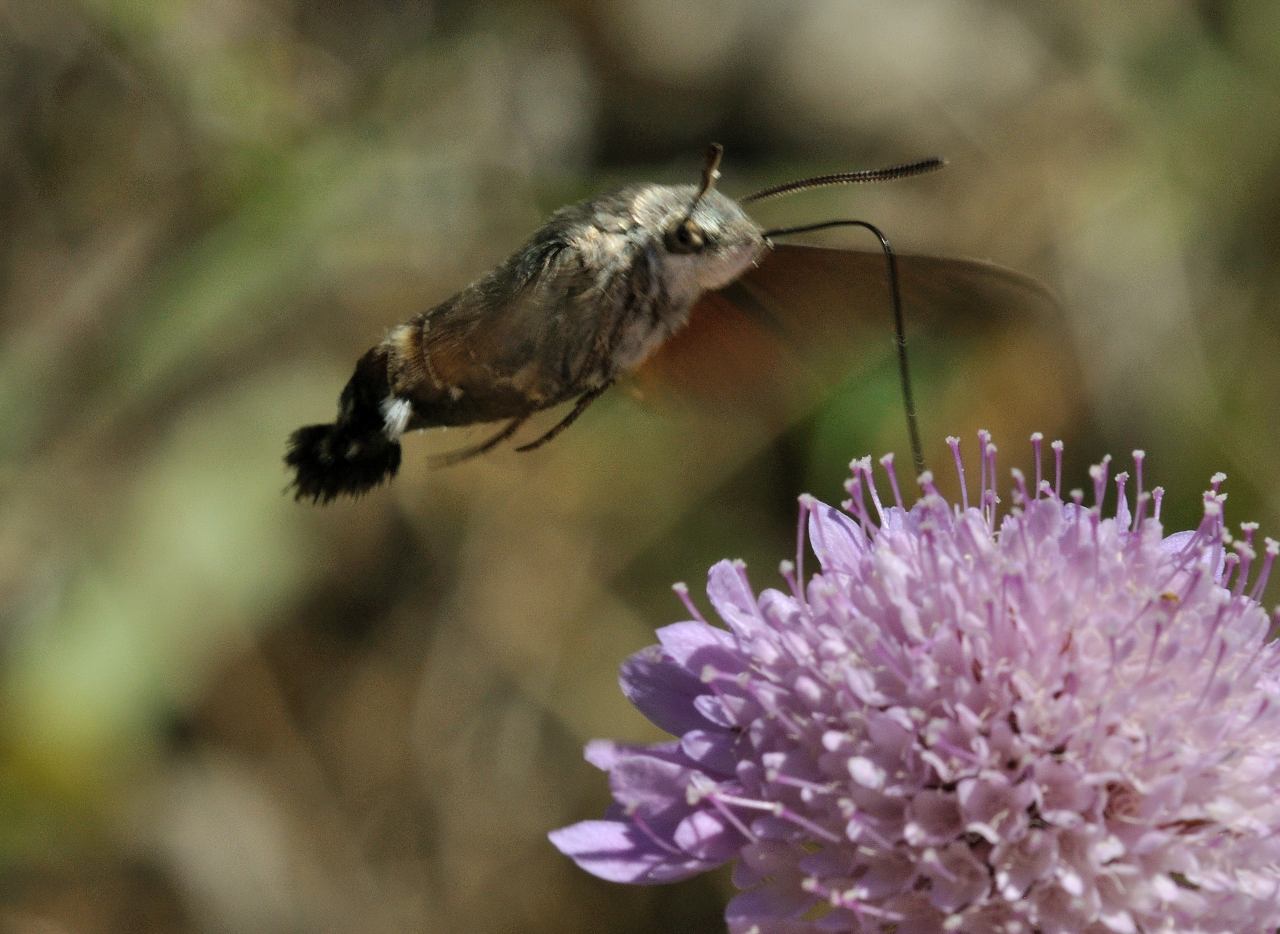 Id Lepidottero - Macroglossum stellatarum